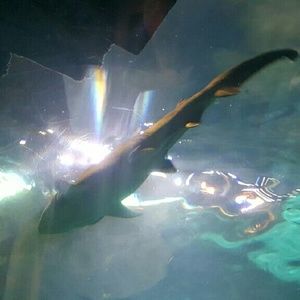 Meet your Posher, Latisha