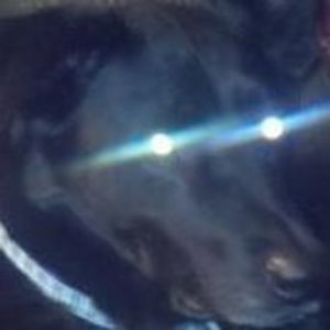 Meet your Posher, Peter meemee