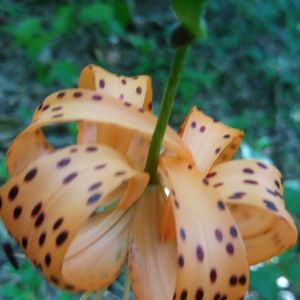 Meet your Posher, Deanna