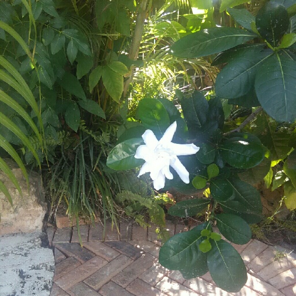 Long printed summer dress size 6