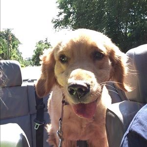 Meet your Posher, Ivy