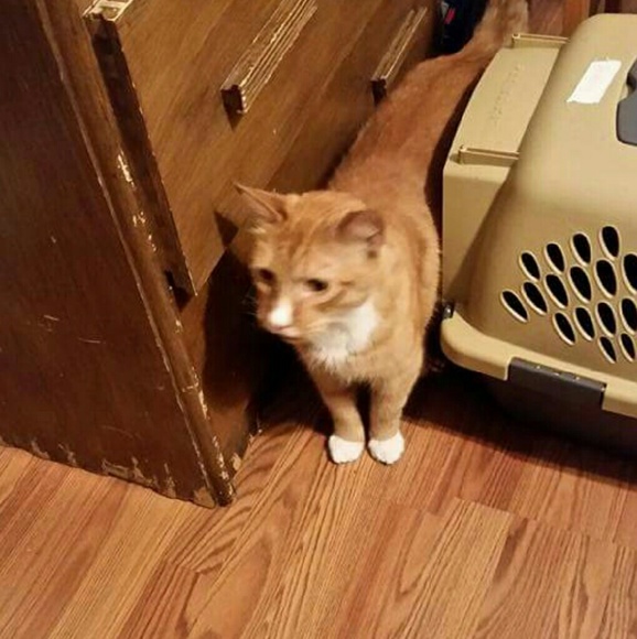 Meet your Posher, Heather - Picture 4 of 4