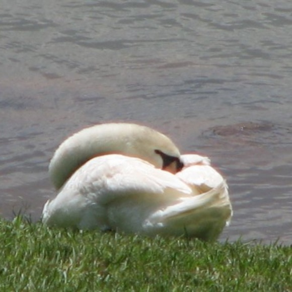 Meet your Posher, Tammy - Picture 7 of 8