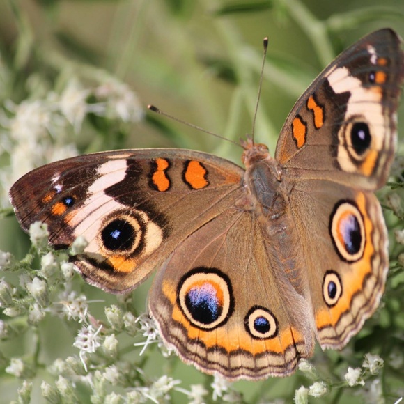 Meet your Posher, Tammy - Picture 8 of 8