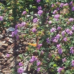 Meet your Posher, Ana