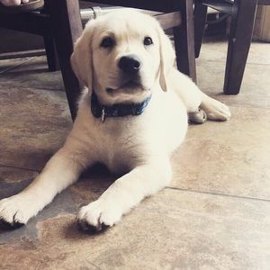 Meet your Posher, Maggie