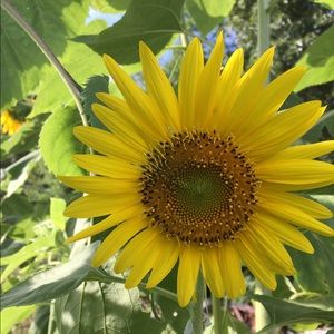 Meet your Posher, Sandee