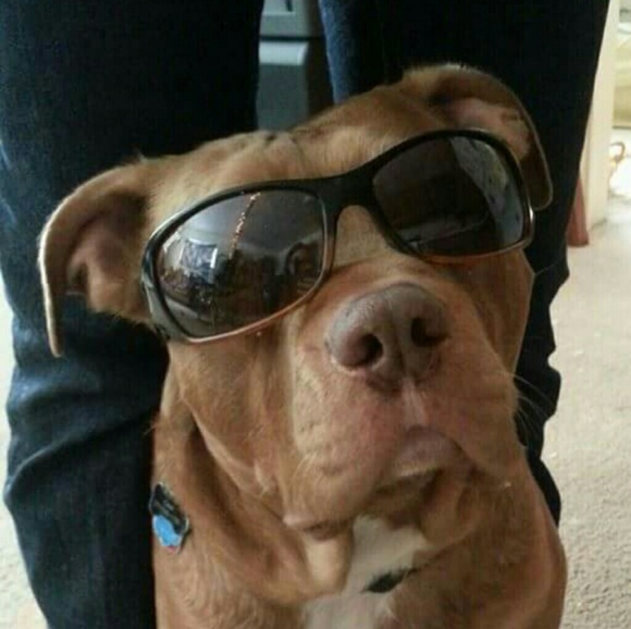 Meet your Posher, Aubrey - Picture 2 of 2