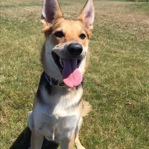 Meet your Posher, Jake