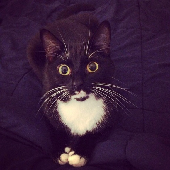 Meet your Posher, Danielle - Picture 2 of 3