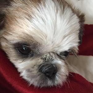 Meet your Posher, Bong