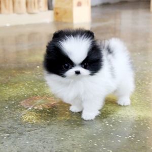 Meet your Posher, Fabiola