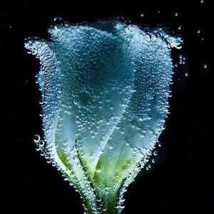 Meet your Posher, Jeannette