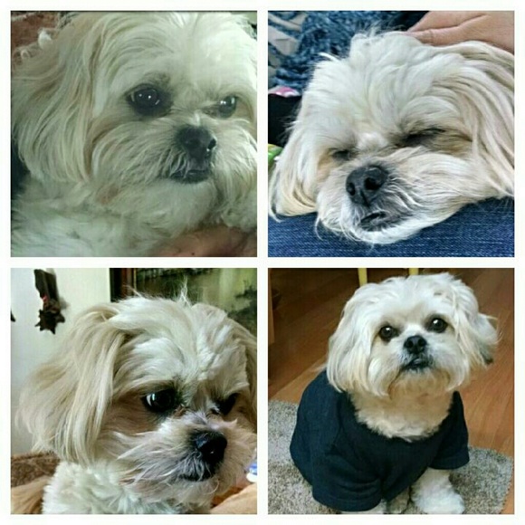 Meet your Posher, Jennifer - Picture 3 of 4