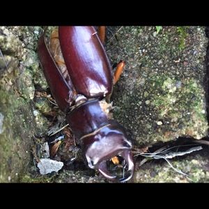 Meet your Posher, Steve