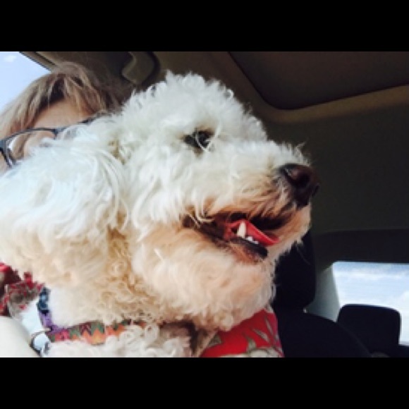 Meet your Posher, Missy - Picture 1 of 1