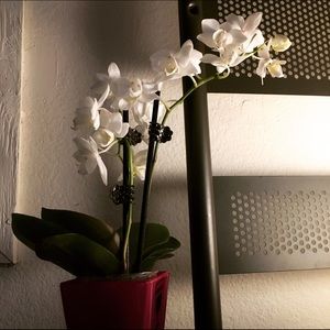 Meet your Posher, Emmylou