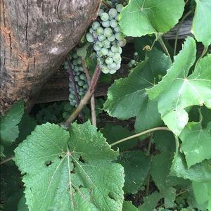 Meet your Posher, Sarada