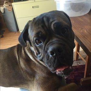 Meet your Posher, Riley