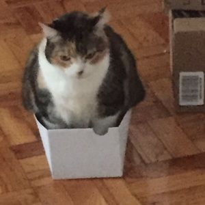 Meet your Posher, Rayella