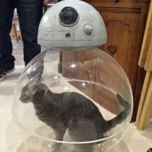 Meet your Posher, Grace