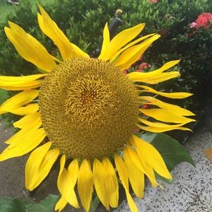 Meet your Posher, Lorraine