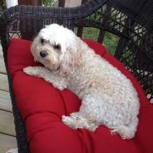 Meet your Posher, Louella