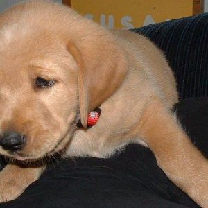 Meet your Posher, Susan valois