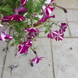 Meet your Posher, Enesa