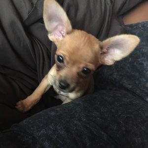 Meet your Posher, Romi