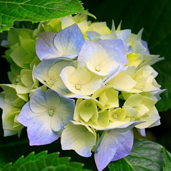 Meet your Posher, Sienna