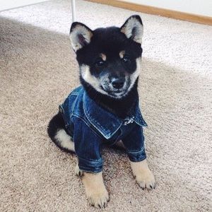 🐾 Puppy / XS Dog Denim Jacket 🐕