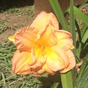 Meet your Posher, Cara