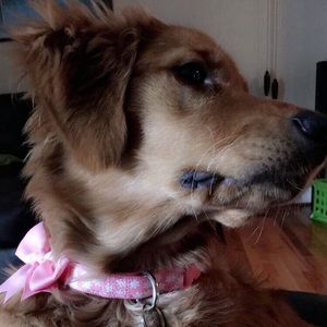 Meet your Posher, Brittany