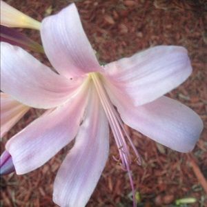 Meet your Posher, Bridget