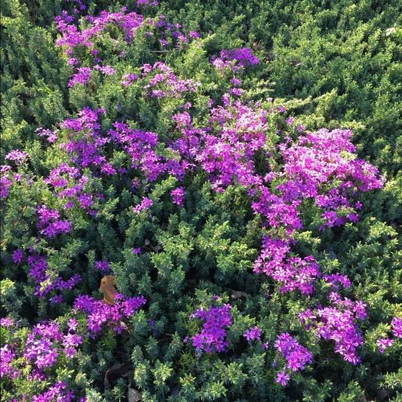 Meet your Posher, Eleni - Picture 4 of 4