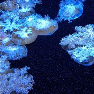 Meet your Posher, Cheyenne