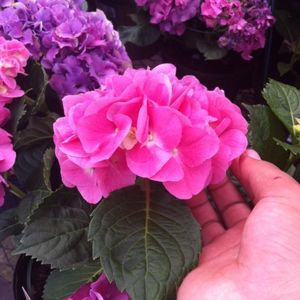 Meet your Posher, Timothy