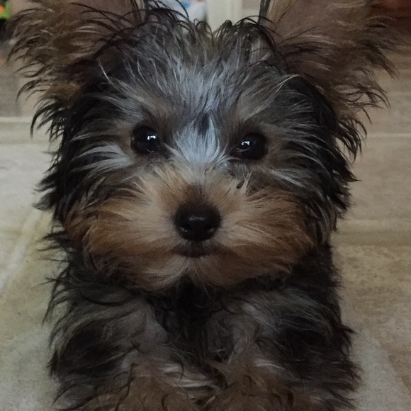 Meet your Posher, Krestin - Picture 1 of 1