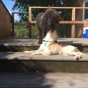 Meet your Posher, Mary