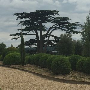 Meet your Posher, JouJou