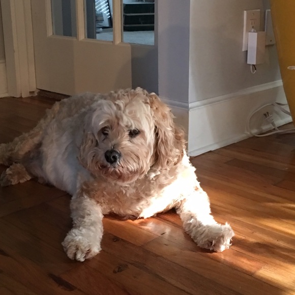 Meet your Posher, Yvonnie - Picture 2 of 4