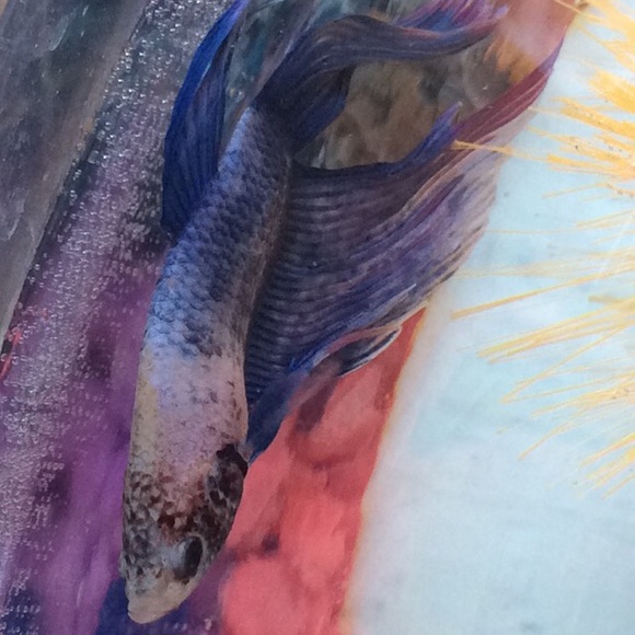 Meet your Posher, Ella