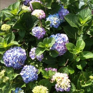 Meet your Posher, Peggy