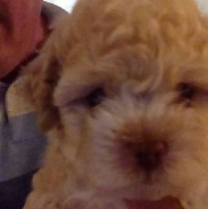 Meet your Posher, Mildred