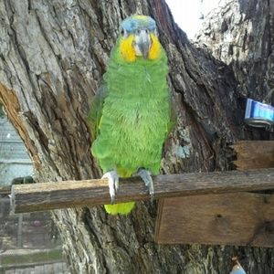 Meet your Posher, Rosa