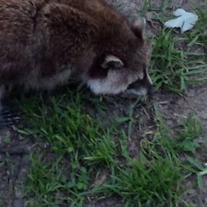 Meet your Posher, Miranda