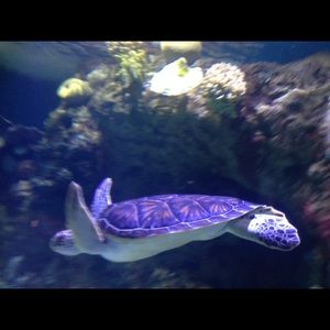 Meet your Posher, Cameron