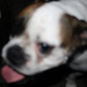 Meet your Posher, Emma