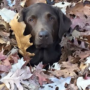 Meet your Posher, Connie